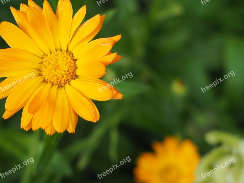 Marigold Calendula Orange Blossom Bloom