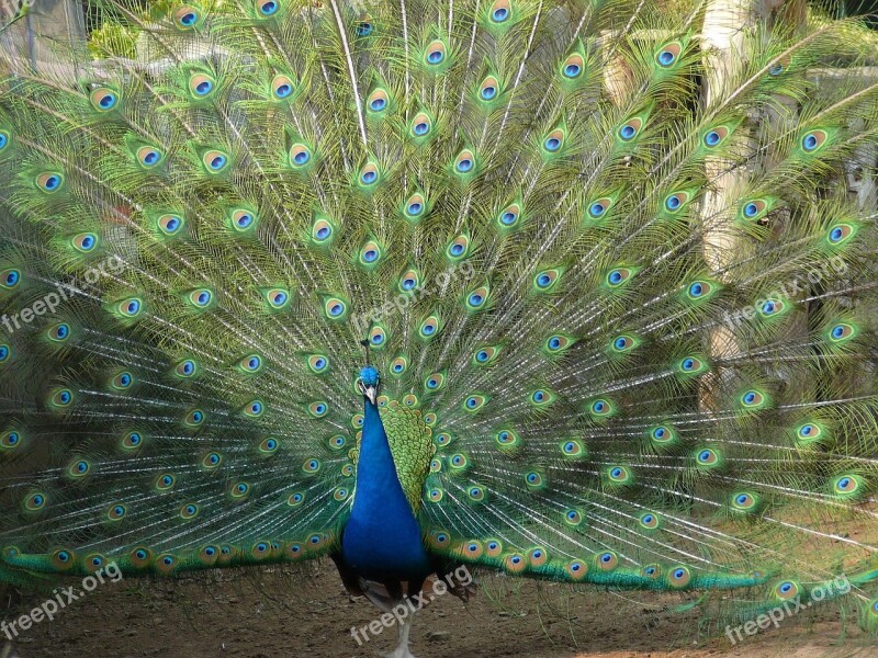 Peacock Plumage Bird Peafowl Fantail