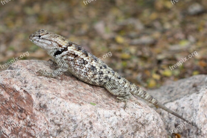 Spiny Lizard Twin-spotted Sceloporus Magister Reptile Scales