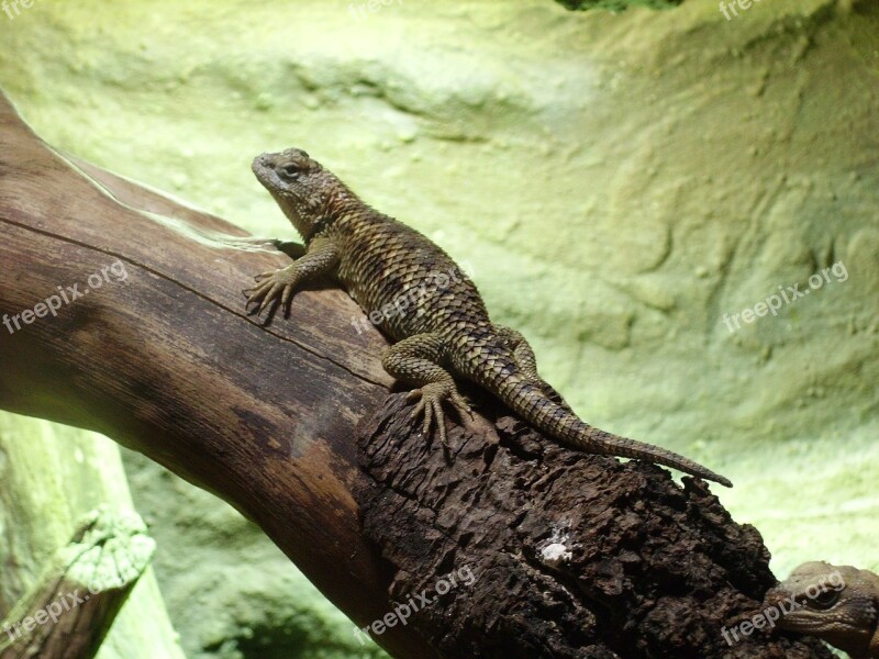 Desert Spiny Lizard Sceloporus Magister Reptile Zoo Desert