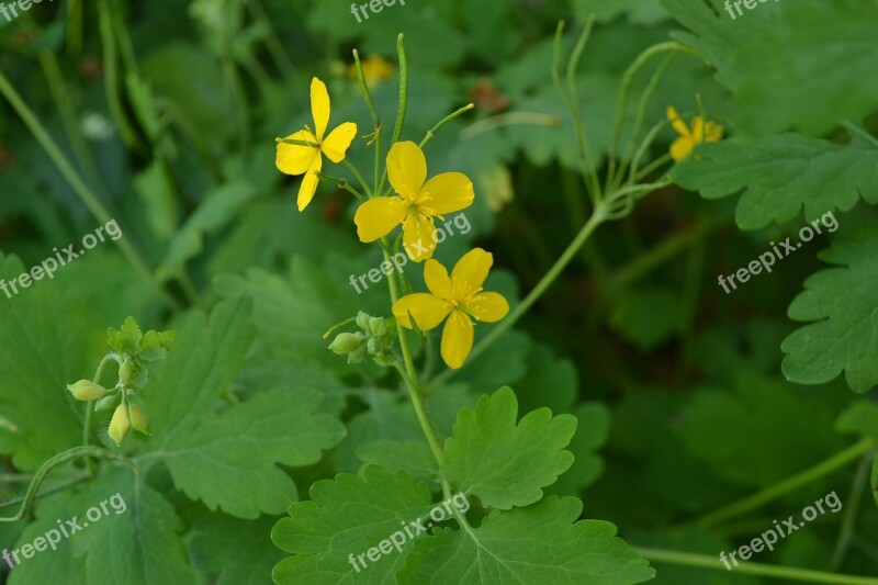 Greater Celandine Garden Plant Wart Herbal Weed