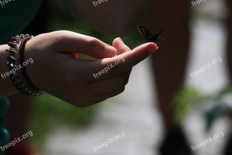 Butterfly Hand Insect Nature The Delicacy