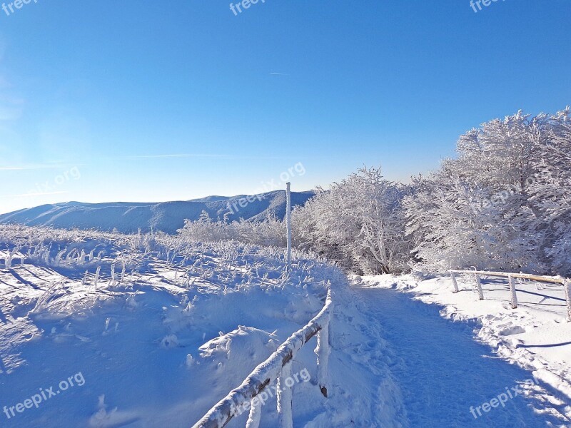 Winter Forest Snow Frost Landscape