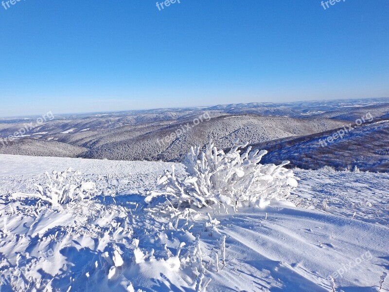 Winter Forest Snow Frost Landscape