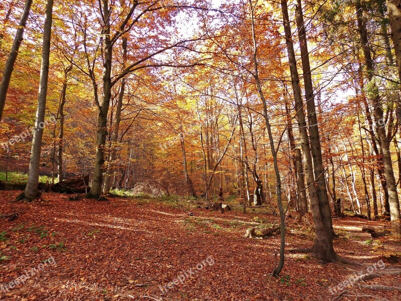 Forest Autumn Tree Landscape Foliage