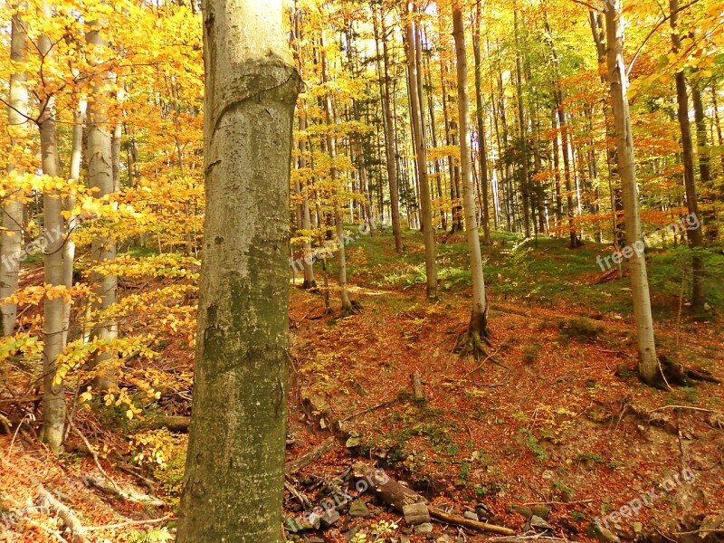 Forest Autumn Tree Landscape Foliage