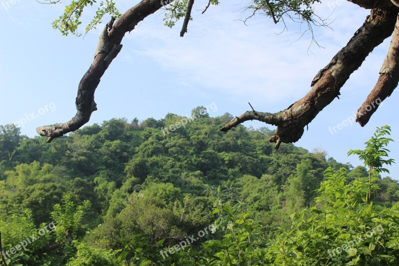 Jungle Trees Tropical Nature Free Photos