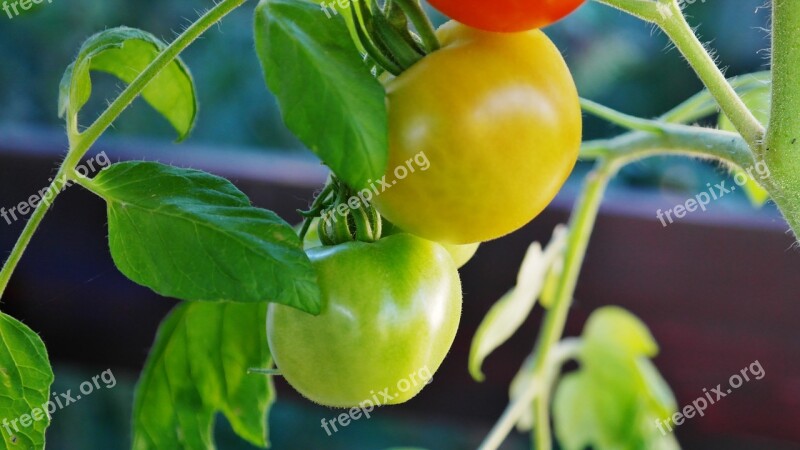 Bush Tomatoes Tomatoes Tomato Shrub Tomato Fruit Nachtschattengewächs