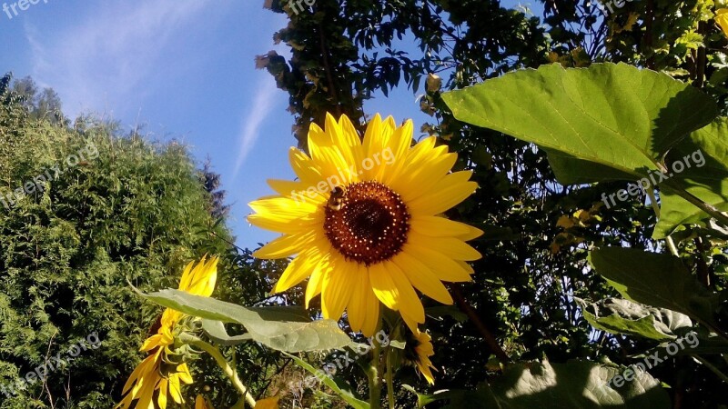 Sunflower Flower Bumble-bee Plant Gold