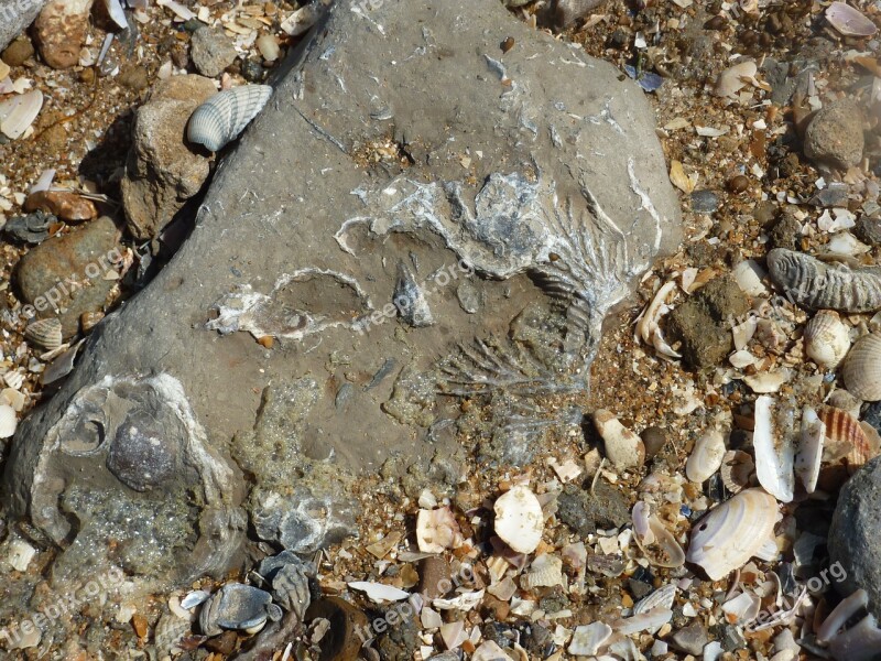 Fossil Beach Geology Free Photos