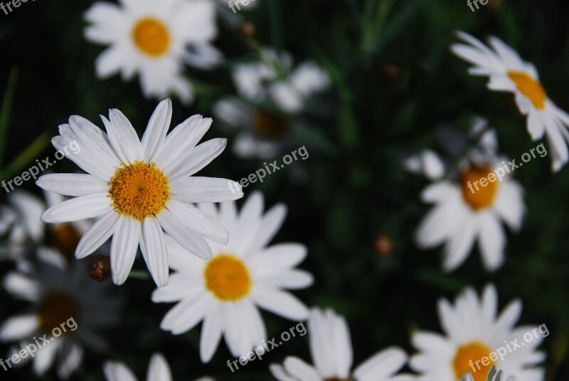 Daisy Flower Nature Blossom Floral