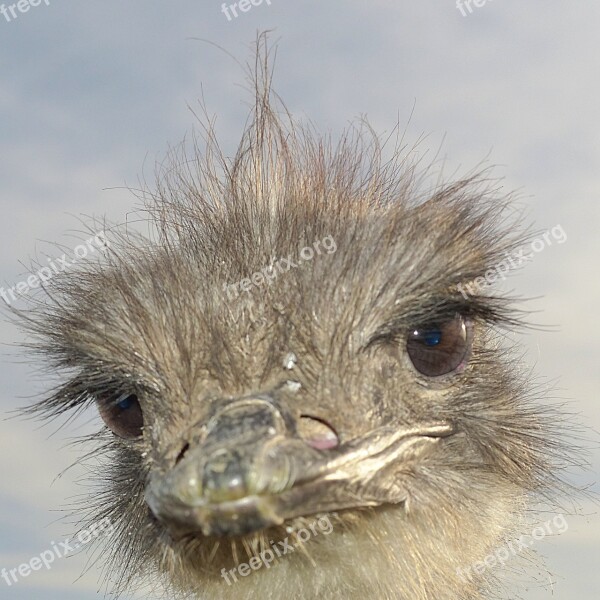 Bouquet Bird Bird Ostrich Head Bill