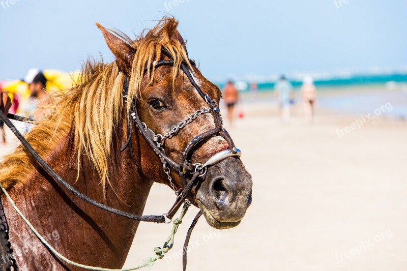 Horse Anima Beach Cruelty To Animals Free Photos