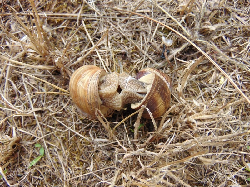 Snails Mating Grass Free Photos