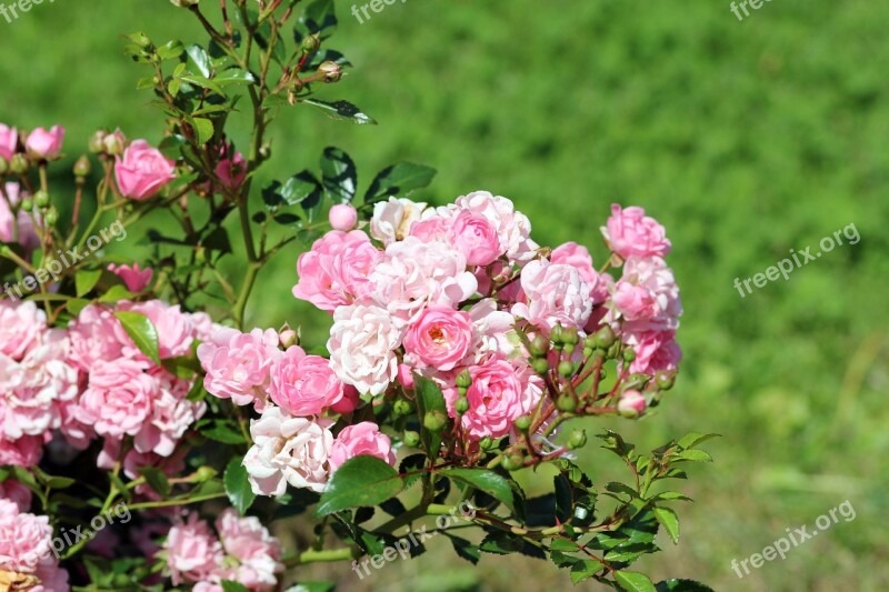 Rose Dacha Pink Roses Summer Small