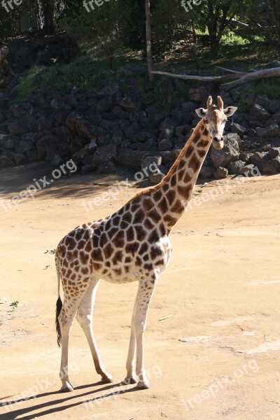 Giraffe Animal Zoo Free Photos