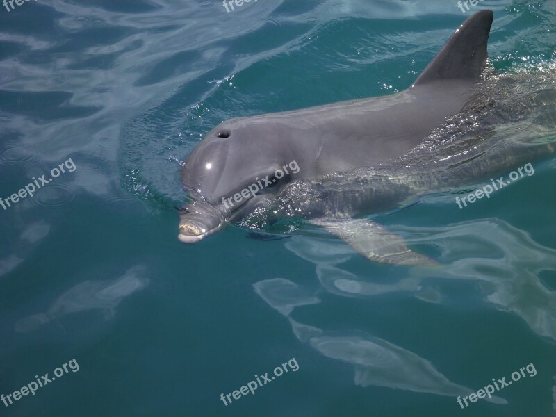 Dolphin Sea Animals Nature Free Photos