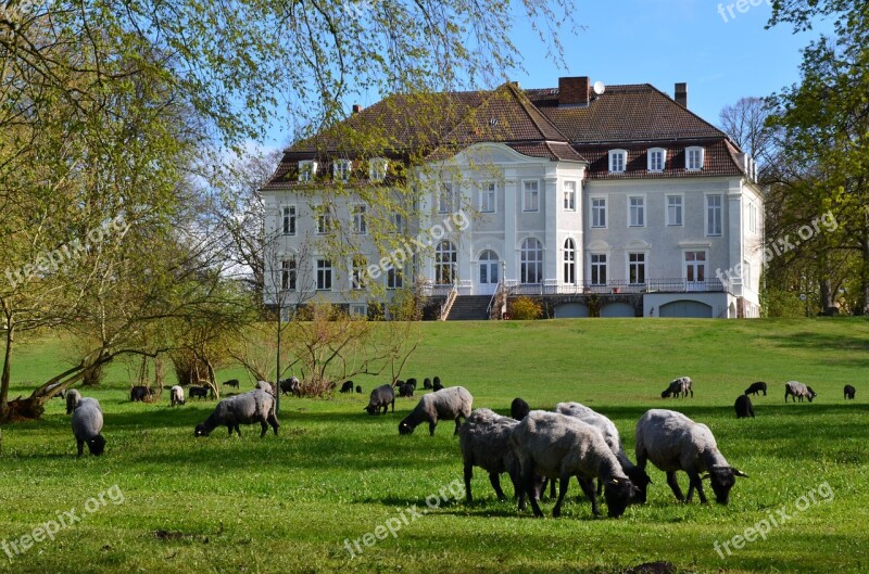 Castle Park Sheep Flock Of Sheep Spring