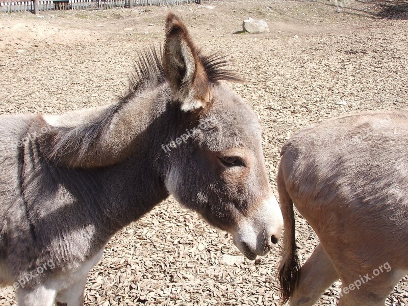 Donkey Animal Zoo Petting Zoo Germany