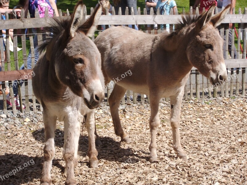 Donkey Animal Zoo Petting Zoo Germany