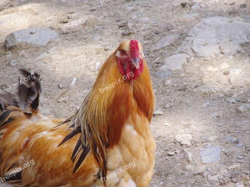 Chicken Animal Zoo Petting Zoo Germany