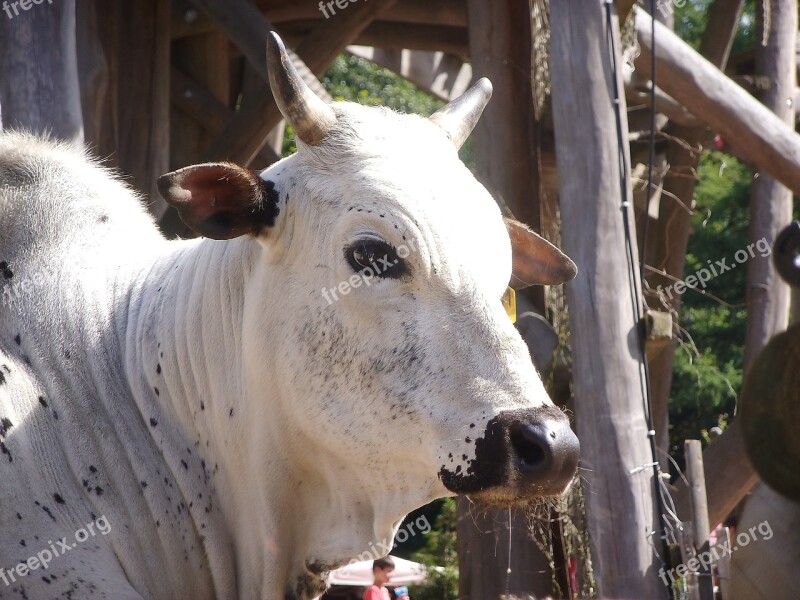 Cow Animal Zoo Petting Zoo Germany