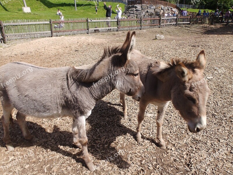 Donkey Animal Zoo Petting Zoo Germany