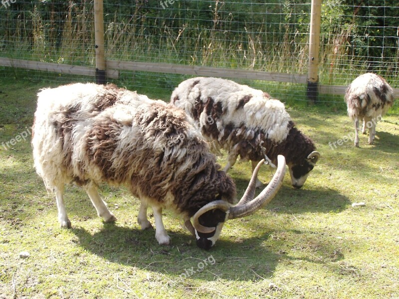 Four Horn Sheep Sheep Animal Zoo Petting Zoo