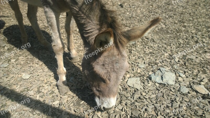 Donkey Animal Zoo Petting Zoo Germany