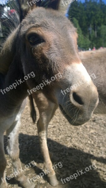 Donkey Animal Zoo Petting Zoo Germany