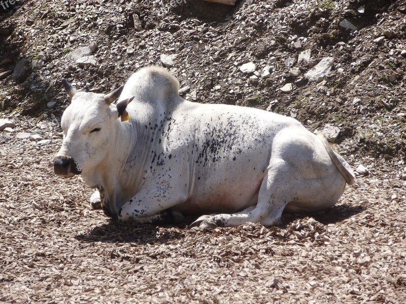 Cow White Cow Animal White Petting Zoo