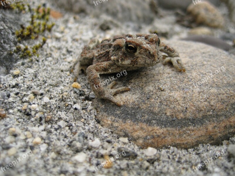 Toad Frog Amphibian Bc Wildlife