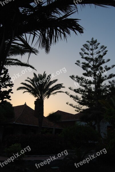 Palms Vegetation Sunset Gomera Backlight