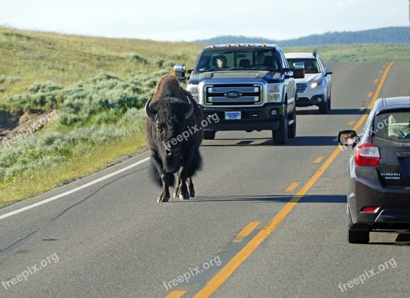 Buffalo Bison Wildlife Nature Walking