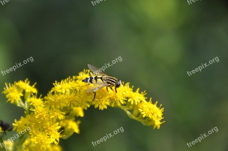 Goldenrod Hoverfly Yellow Summer Plant