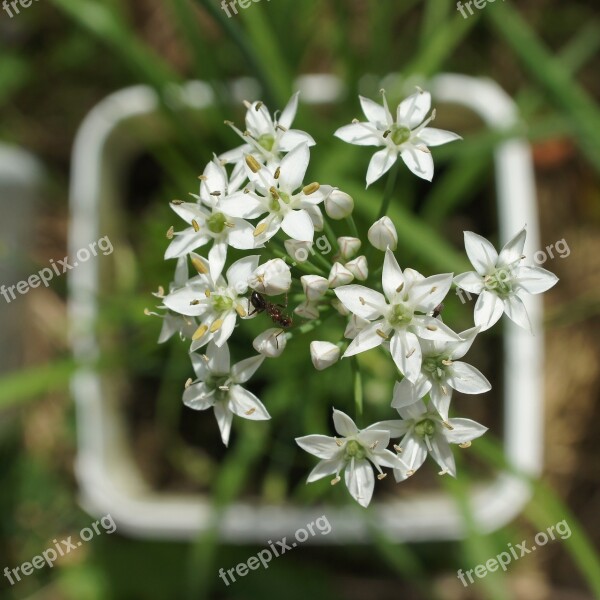 Flower Ant Plant Insect Nature