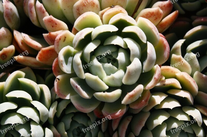 Succulent Plant Color Green Red Free Photos