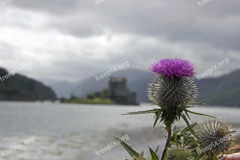 Thistle Scotland Scottish Symbol Purple