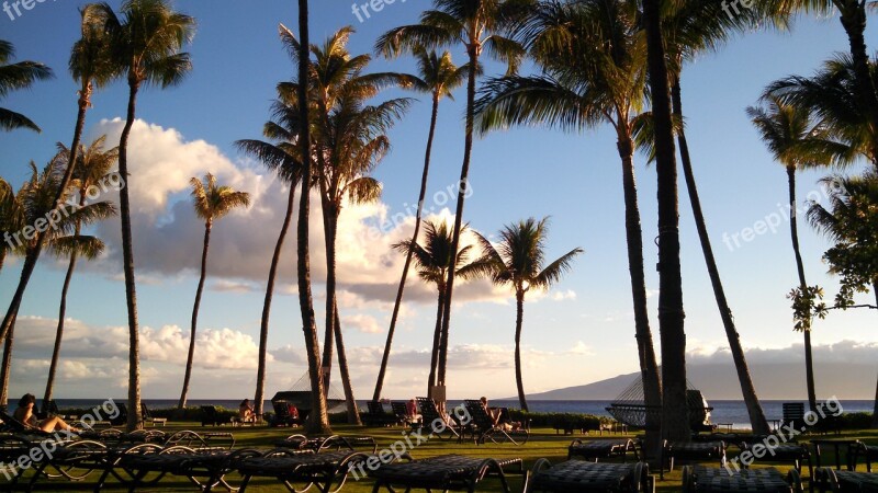 Palm Tree Ocean Relaxing Coast Outdoor