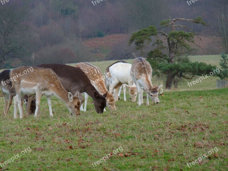 Grazing Deer Animal Nature Wildlife