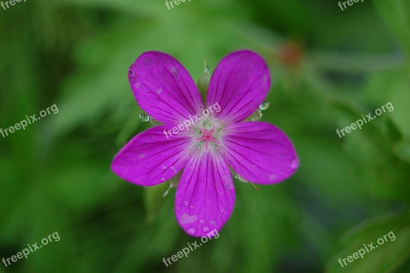 Flower Droplets Dewdrops Pink Flower Free Photos