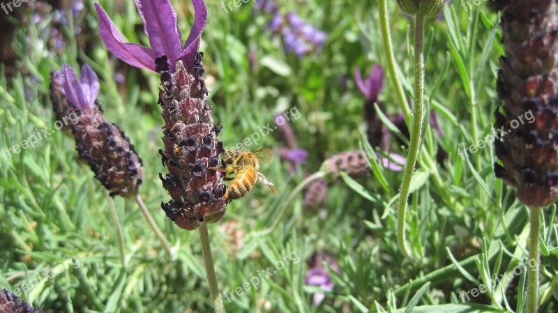 Lavender Bee Lavandula Flower Insect