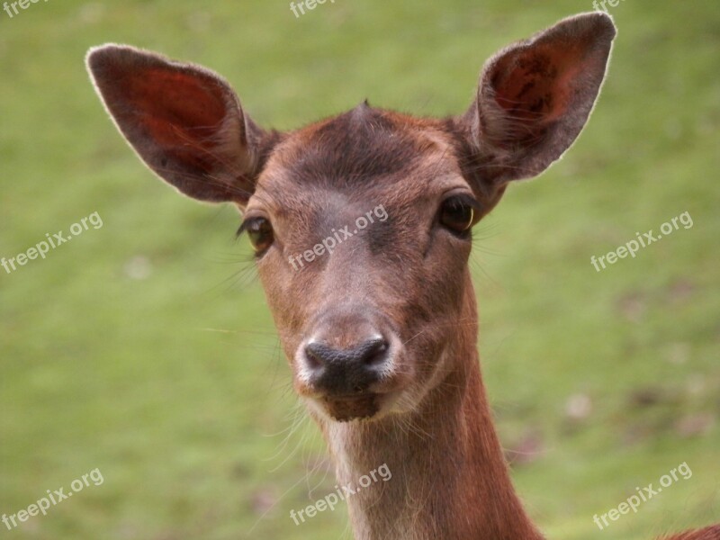 Roe Deer Damm Wild Nature Watch Close Up