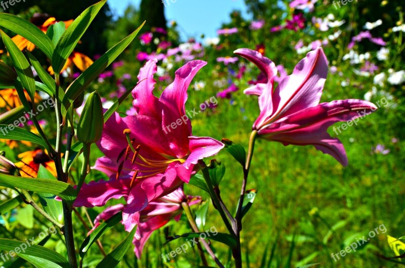 Lily Flower Pink Lily Rudbekie Free Photos