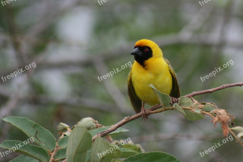 Yellow Weaver Branch Nature Wildlife Africa