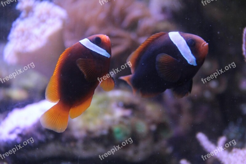 Fish Clownfish Aquarium Free Photos