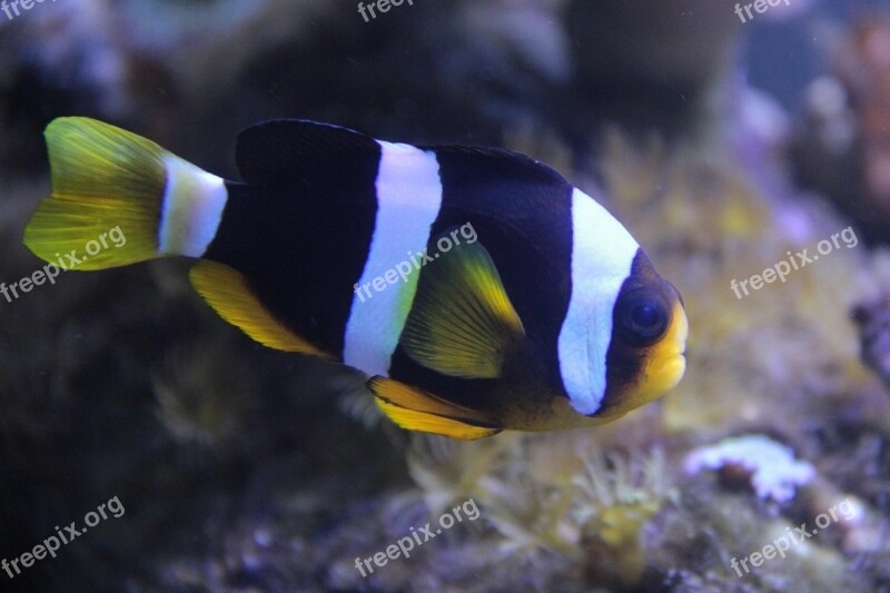 Fish Clownfish Aquarium Free Photos