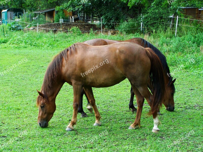 Brown Horses Browse Hoofed Animals Free Photos