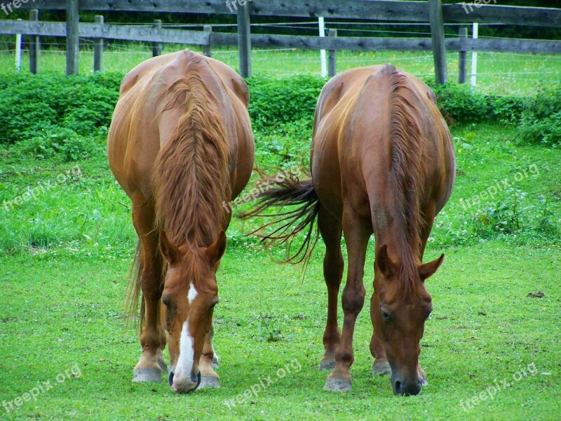 Brown Horses Browse Hoofed Animals Free Photos