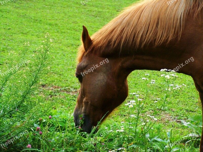 Brown Horse Ungulates Animal Free Photos